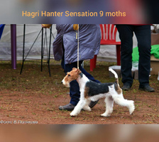HAGRI HANTER SENSATION 